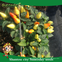 Suntoday Asiático cor vegetal orgânico em granel netural qualidade planta semente para venda on-line vegetaisbe pimenta malagueta sementes (21004)